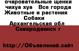 очаровательные щенки чихуа-хуа - Все города Животные и растения » Собаки   . Архангельская обл.,Северодвинск г.